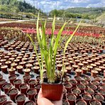 Montbrécia (Crocosmia) ‘GEORGE DAVISON’ - výška 20-25 cm, kont. P9/P11